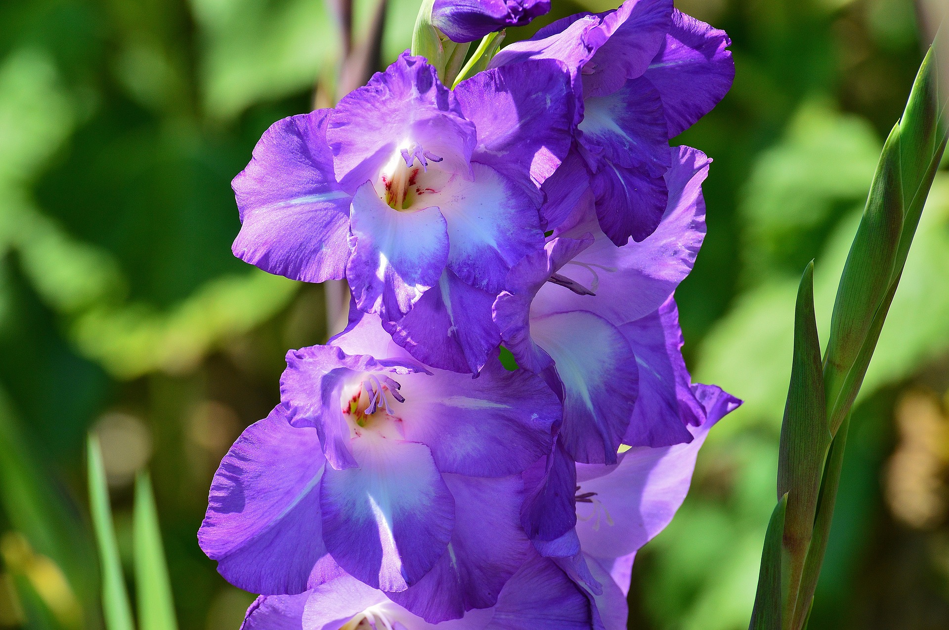 Gladiolus 1528964 1920 Kopia