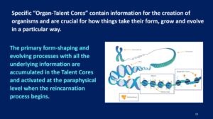 Organ-Talent Cores and Reincarnation process The Science of Consciousness TSC 2022The Science of Consciousness TSC 2022The Science of Consciousness TSC 2022NCP X-AIONS TSC 2022