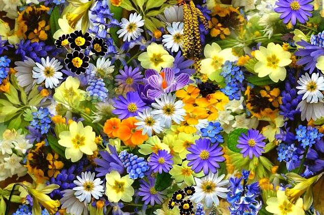 Spring Flowers Web