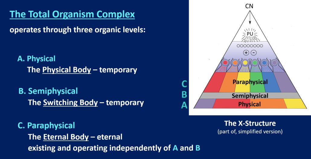 Detail of the X-Structure (Xom3), The Total Organism Complex; physical, semiphysical and paraphysical © PBJ and NCP X-AIONS
